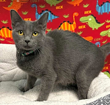 Photo of Biscuit