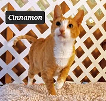 Photo of Cinnamon