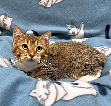 Photo of Parmesan