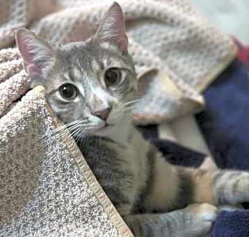 Photo of Earl Grey