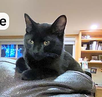 Photo of Gracie