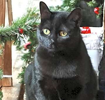 Photo of Missy