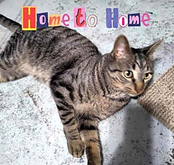 Photo of Kitty