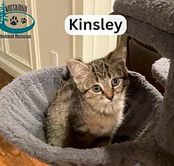 Photo of Kinsley - Sweet Girl!