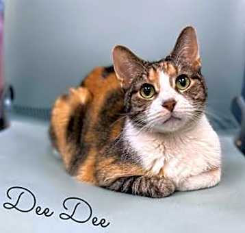 Photo of Dee Dee