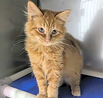 Photo of Pumpkin