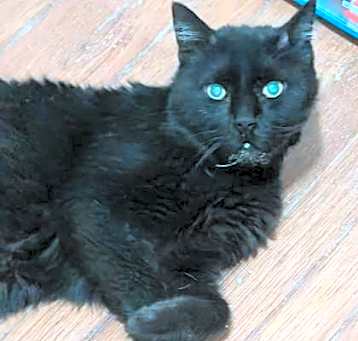 Photo of Boo Boo