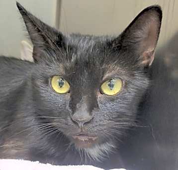 Photo of Moxie