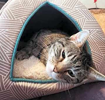 Photo of Luna-Please Call (402) 473-5377
