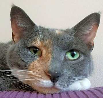 Photo of Stella 5384C