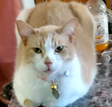 Photo of Orange Blossom
