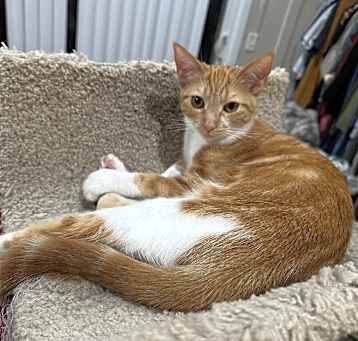 Photo of Saffron
