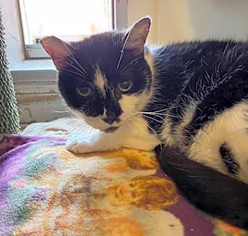 Photo of Bandit