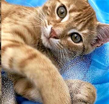 Photo of Cuddles