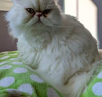 Photo of SIR WINSTON
