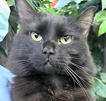 Photo of Antoinette