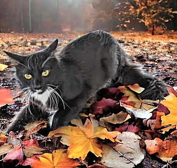 Photo of Max