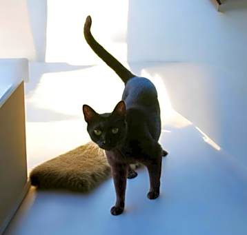 Photo of Nubbins