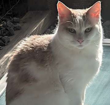 Photo of Toast