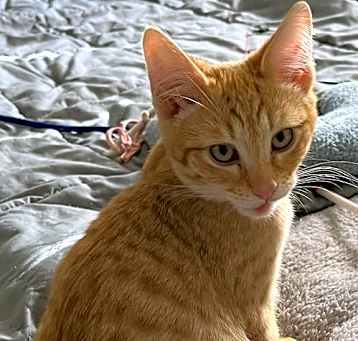 Photo of Rusty