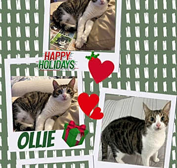 Photo of Ollie