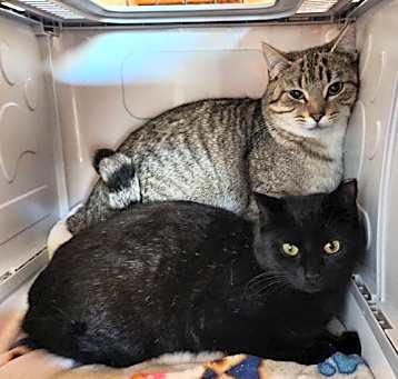 Photo of Cocoa and Rocky