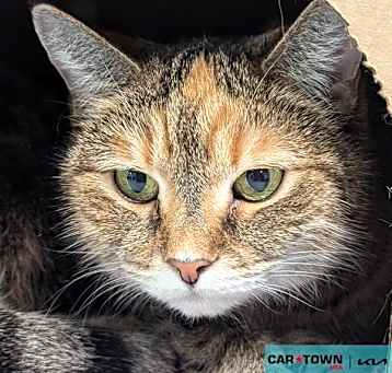 Photo of Callie