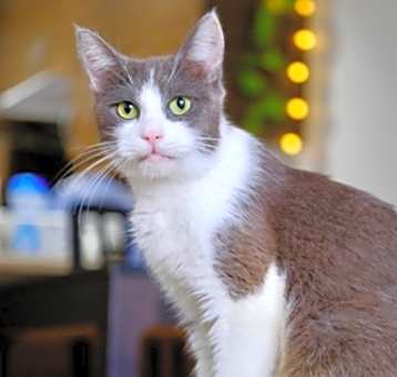 Photo of Roxanne