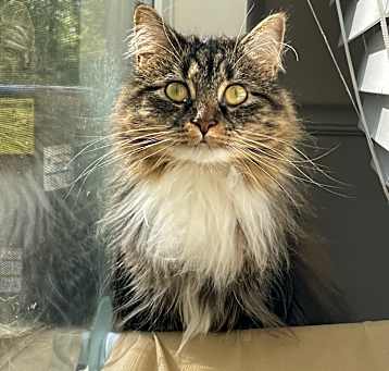 Photo of Bella