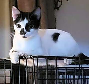 Photo of Stella