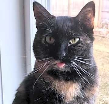 Photo of Pepper