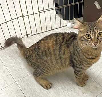 Photo of Chippie - Arabian Mau mix