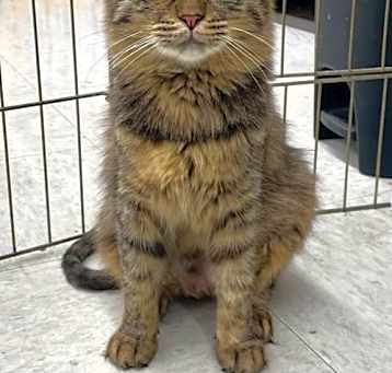 Photo of Pippie - Arabian Mau mix