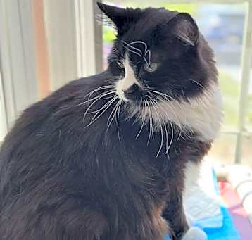 Photo of Dash