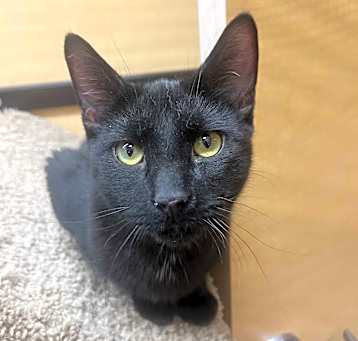 Photo of Binx