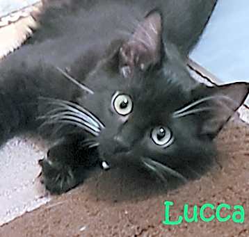 Photo of Lucca