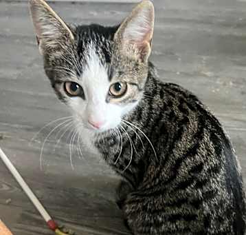 Photo of Dennis