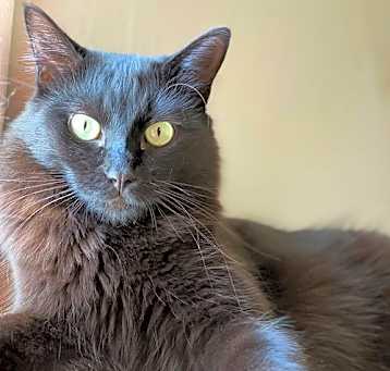 Photo of Fauna