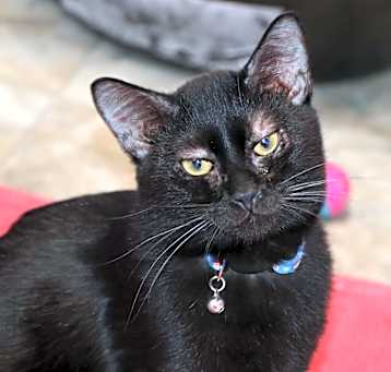 Photo of Take Meowt To The Ballgame