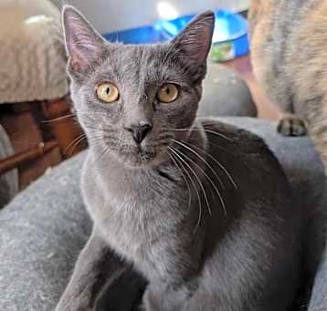 Photo of Dusty