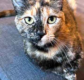 Photo of Lily