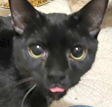 Photo of Obi (Special Adoption Fee)