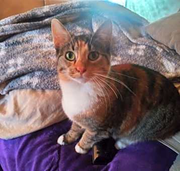 Photo of Firestone