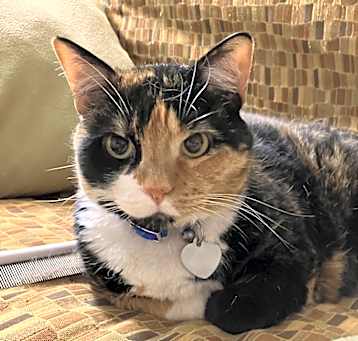 Photo of Patches