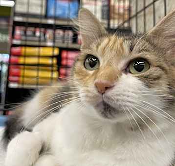 Photo of Pawlette