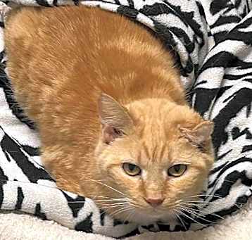 Photo of Ginger