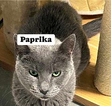 Photo of Paprika