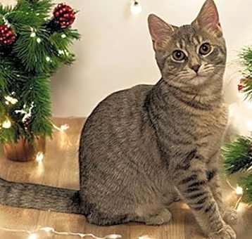 Photo of Mew
