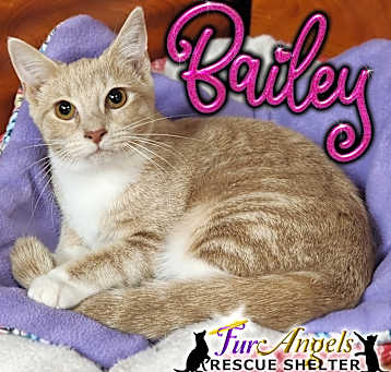 Photo of Bailey