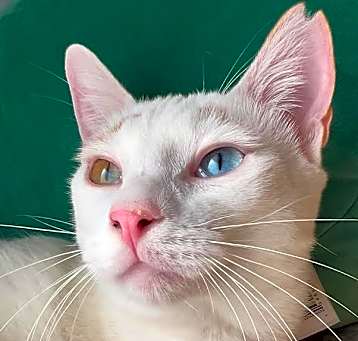 Photo of Apollo